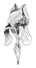 Bild 5. Blomma av svärdslilja (Iris germanica). Över de nedåtriktade kronbladen ligger de som kronblad formade pistillerna. (